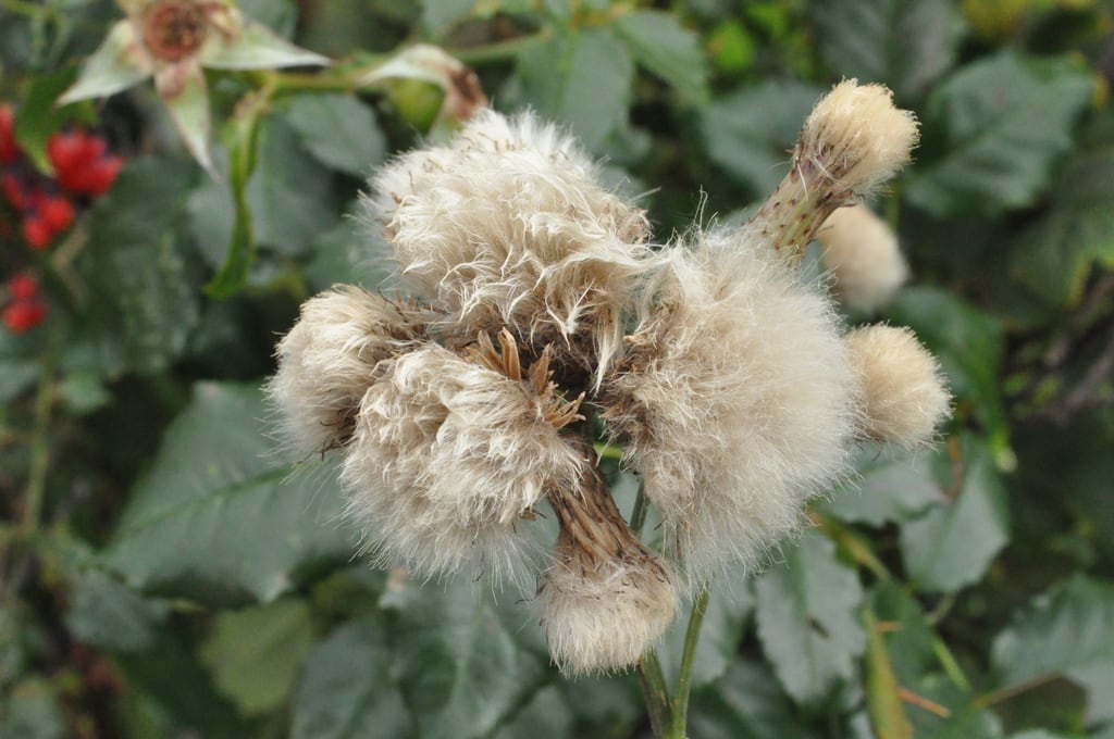 Pusteblume