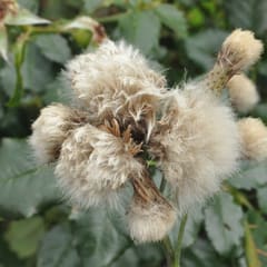 Pusteblume