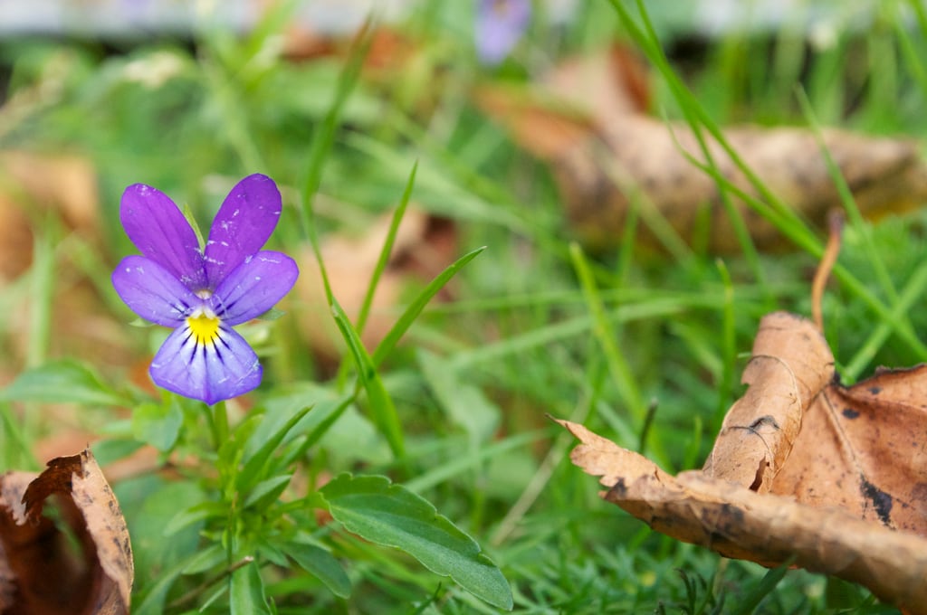Blume