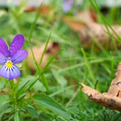 Blume