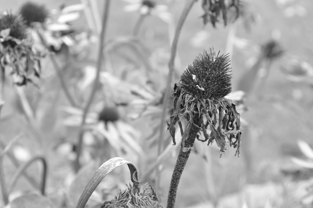 Trockene Blume