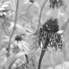 Trockene Blume