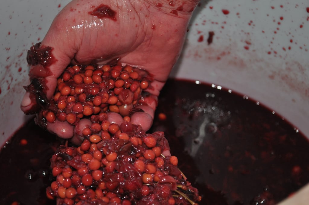 Making wine 2