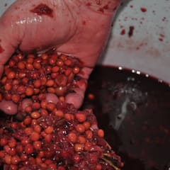 Making wine 2