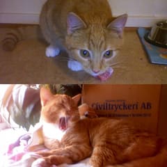 Katzencontent