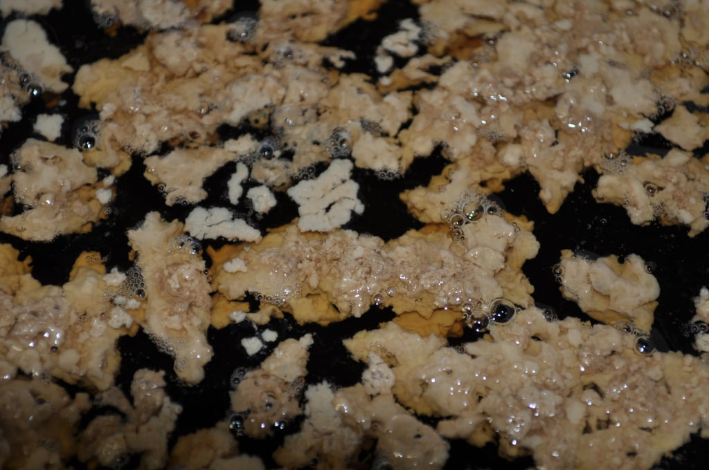 Irish Moss on beer 2