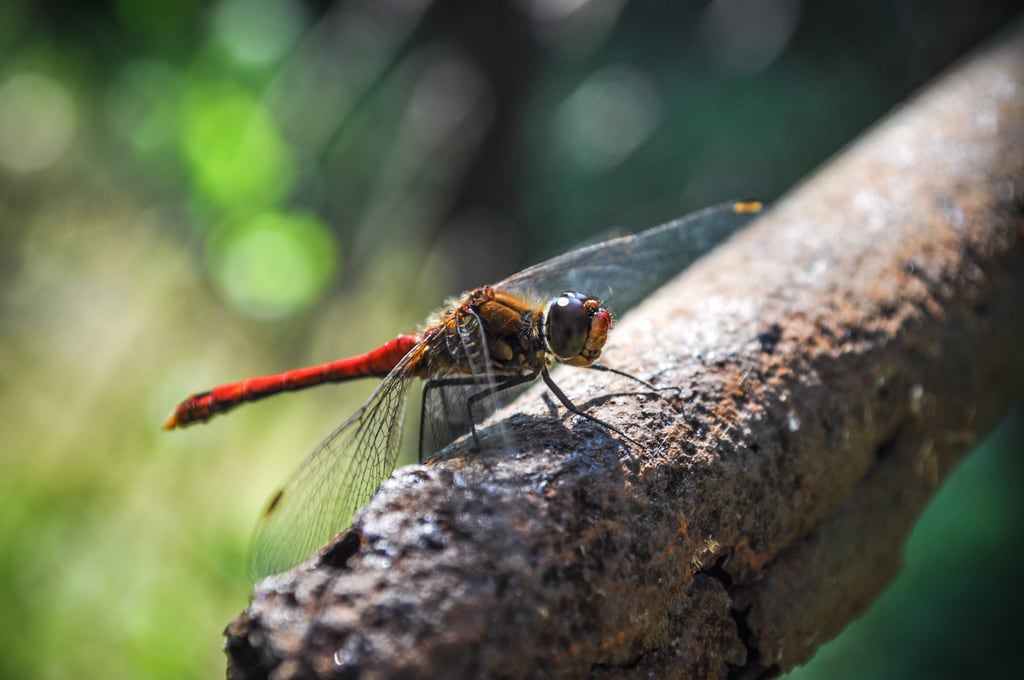 Libelle 3