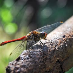 Libelle 3