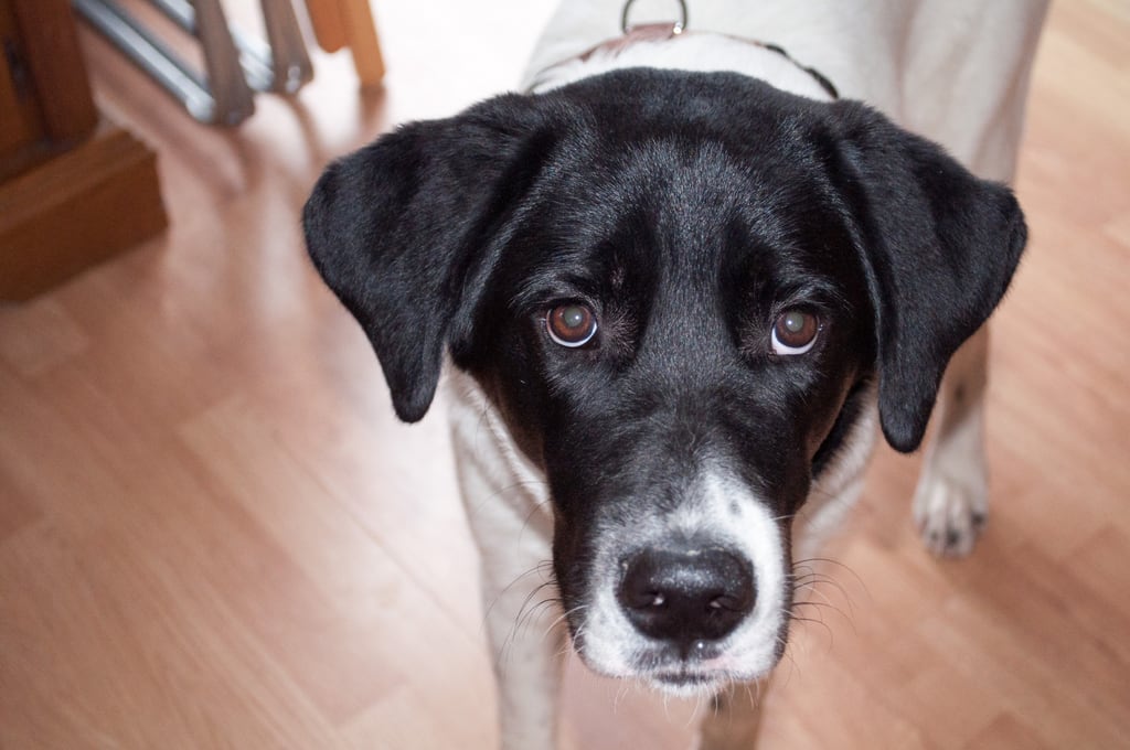 Peer the dog