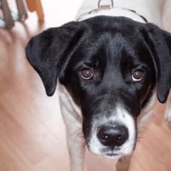 Peer the dog