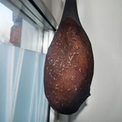 Ham drying