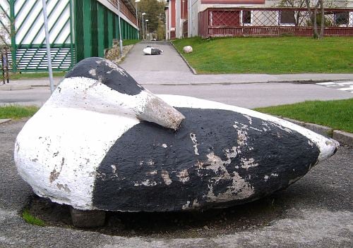 Enten in Göteborg