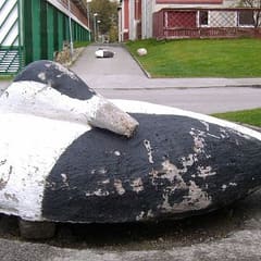 Enten in Göteborg