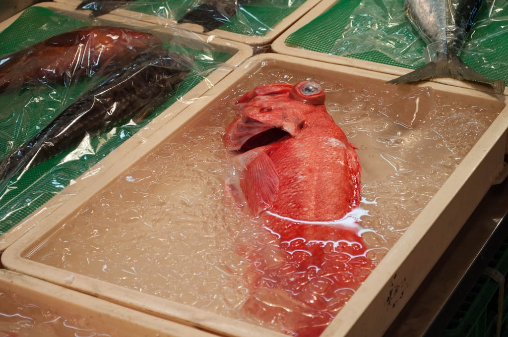 Red fish in ice