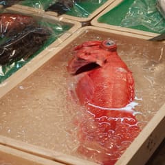 Red fish in ice