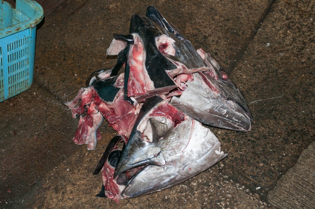 Tuna heads