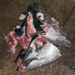 Tuna heads