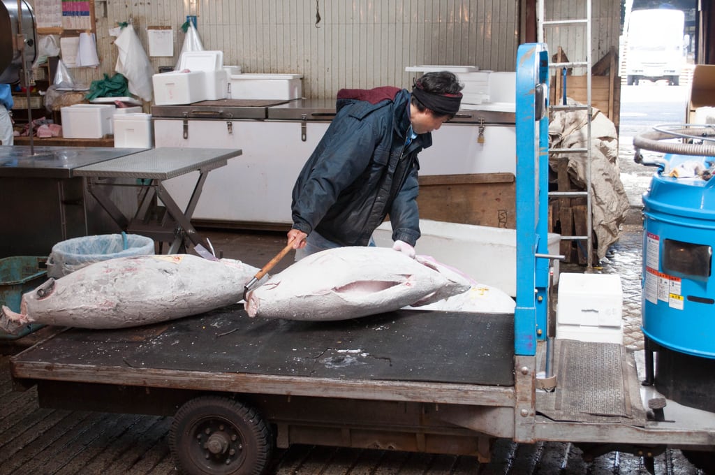 Frozen whole tuna