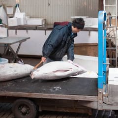 Frozen whole tuna