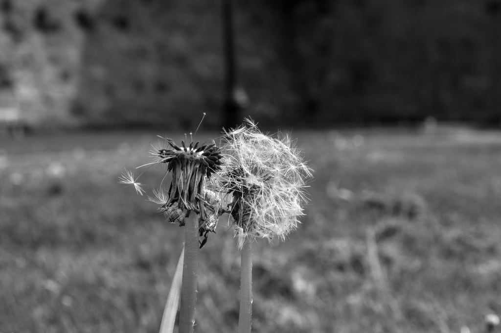 Dandelion