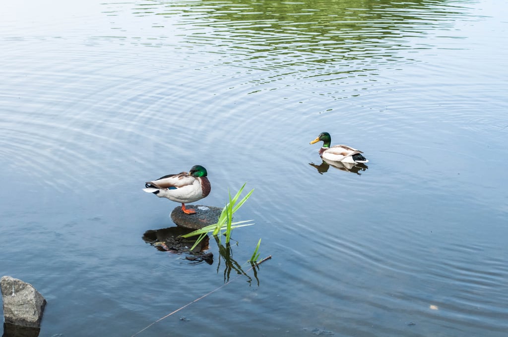 Ducks in water