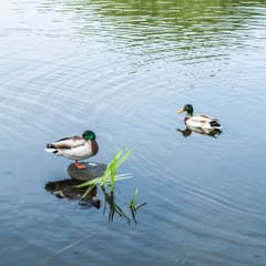 Ducks in water