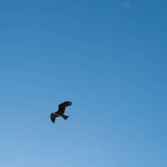 DSC_0322.jpg