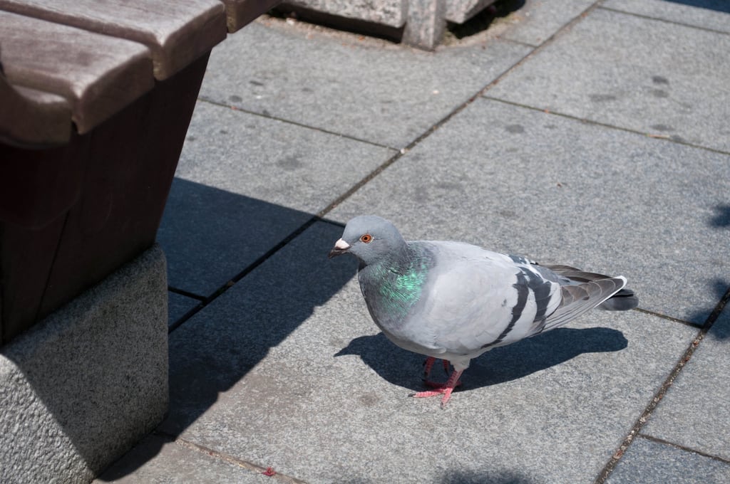 DSC_0231.jpg