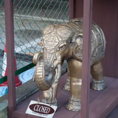 Elephant
