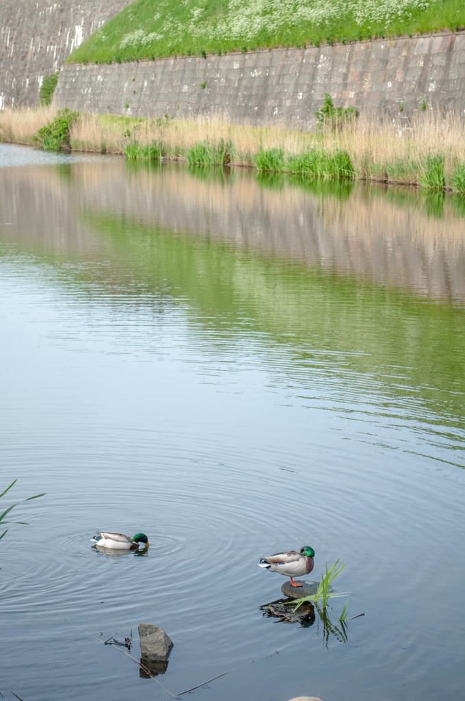 Ducks