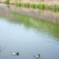 Ducks