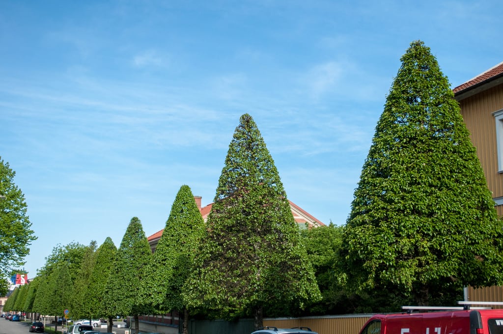 Trees