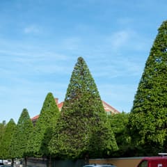 Trees