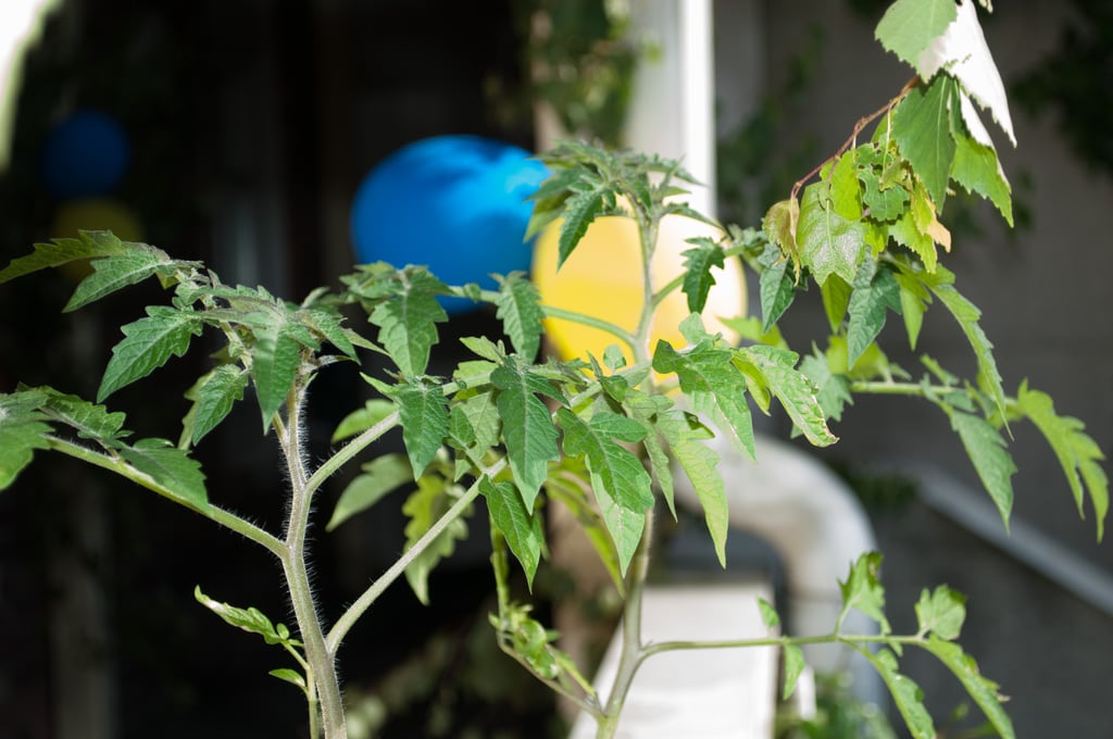 Tomato plant