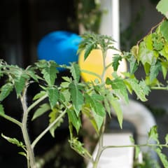 Tomato plant