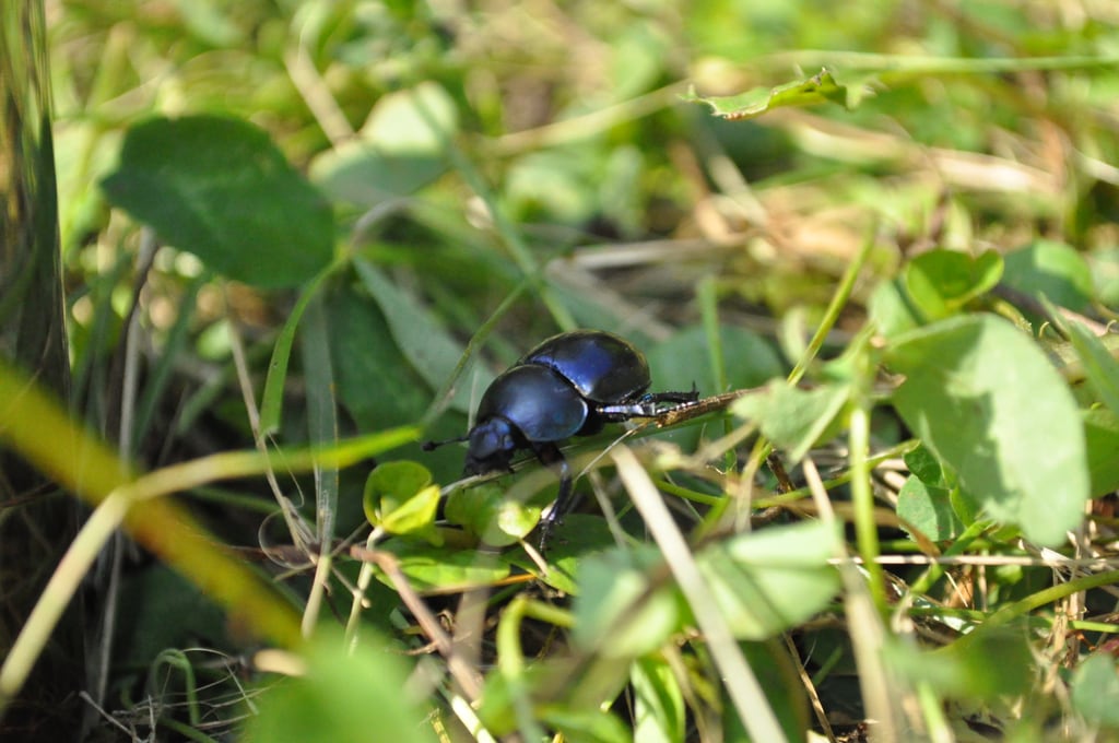 Beetle