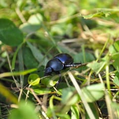 Beetle