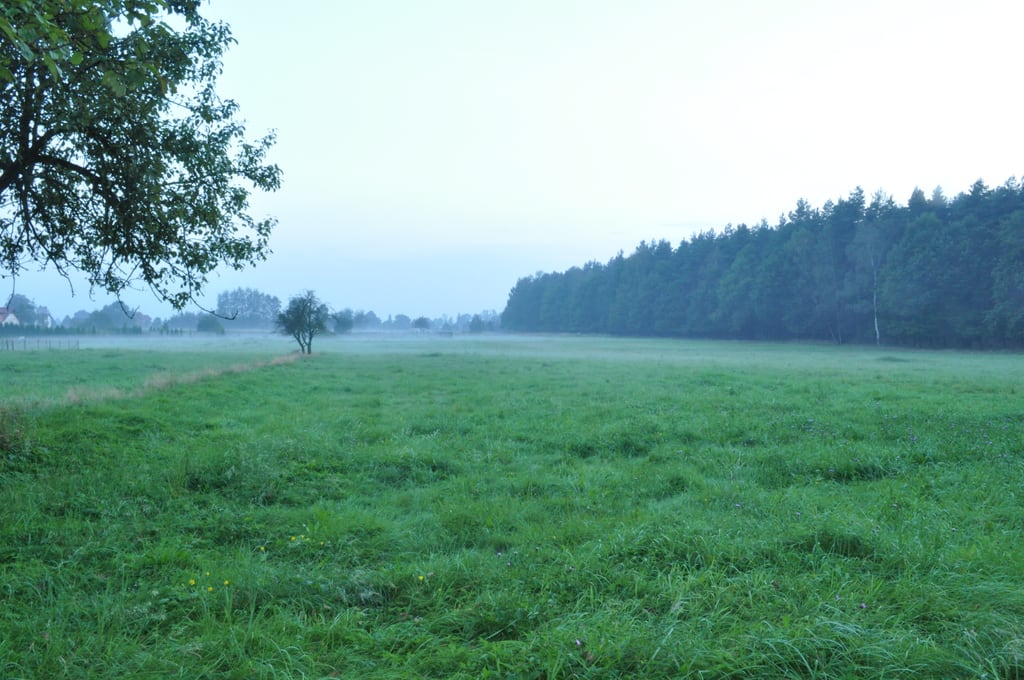 Fog