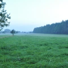 Fog