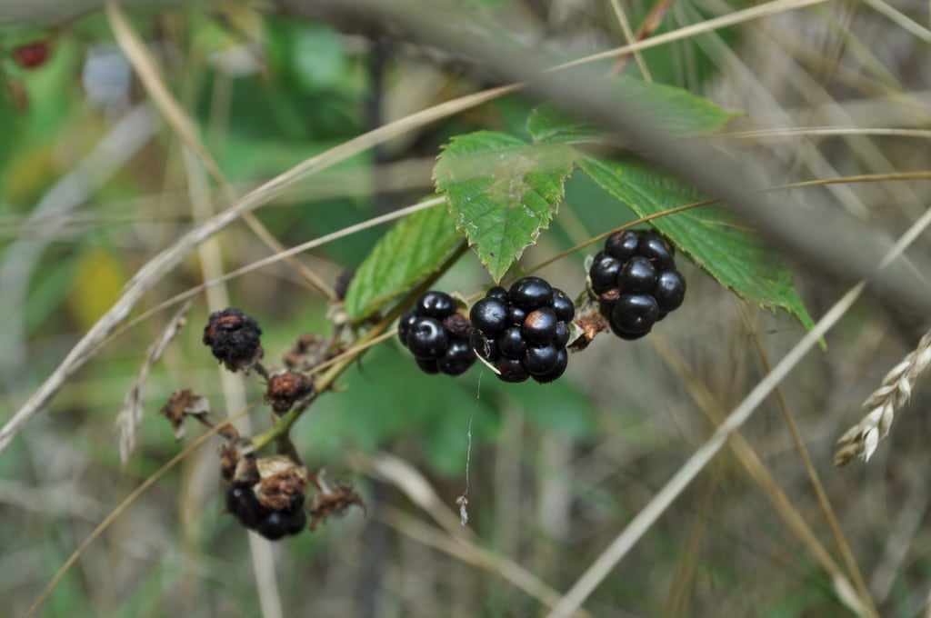 Blackberries
