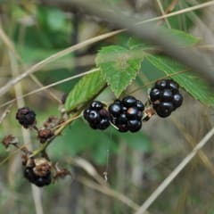 Blackberries