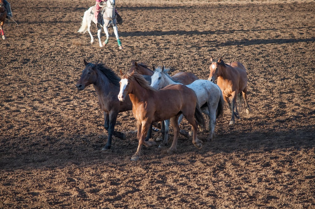 DSC_0118.jpg