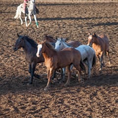 DSC_0118.jpg