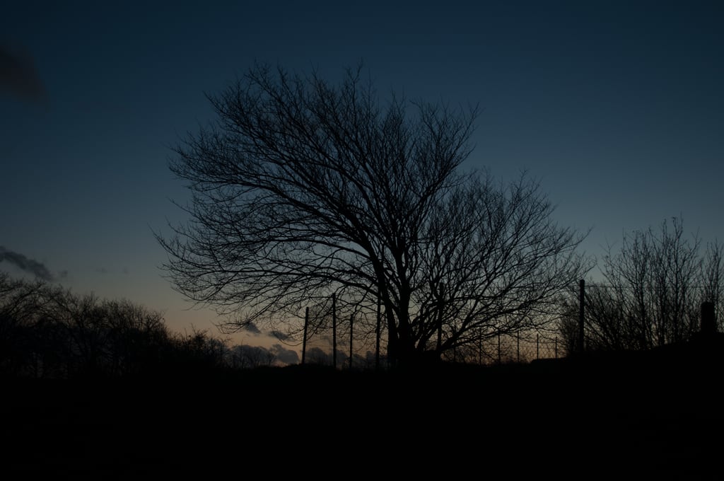 Black tree in sunset