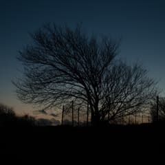 Black tree in sunset
