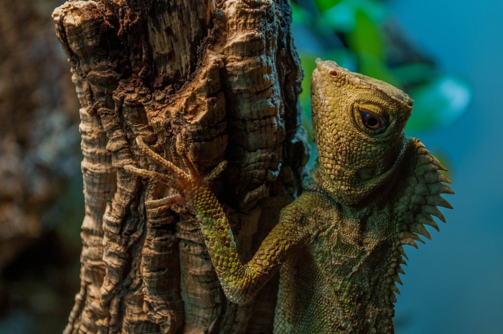 Cameleon
