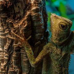 Cameleon
