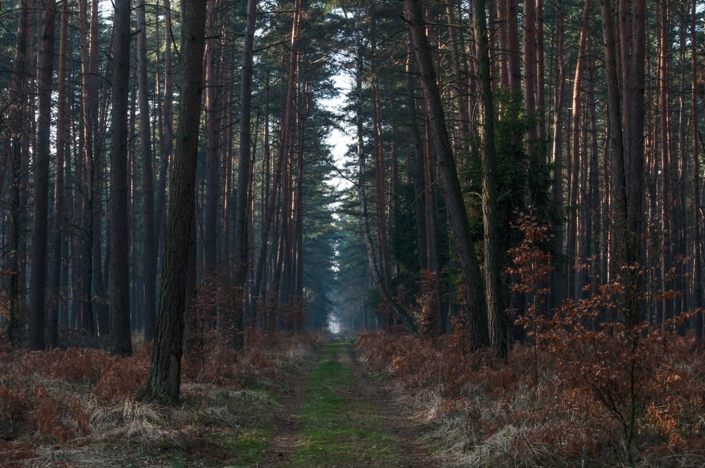 Dark and deep forrest