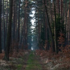 Dark and deep forrest