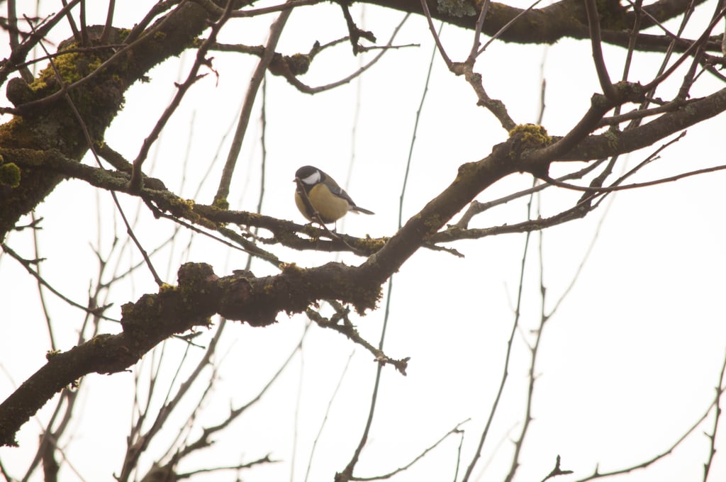 Bird